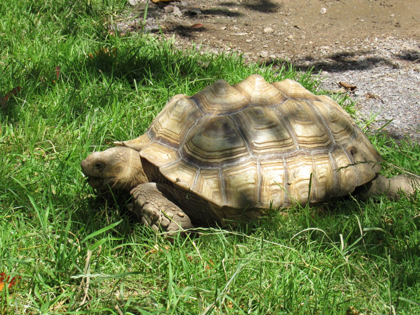 African Spurred Tortoise
