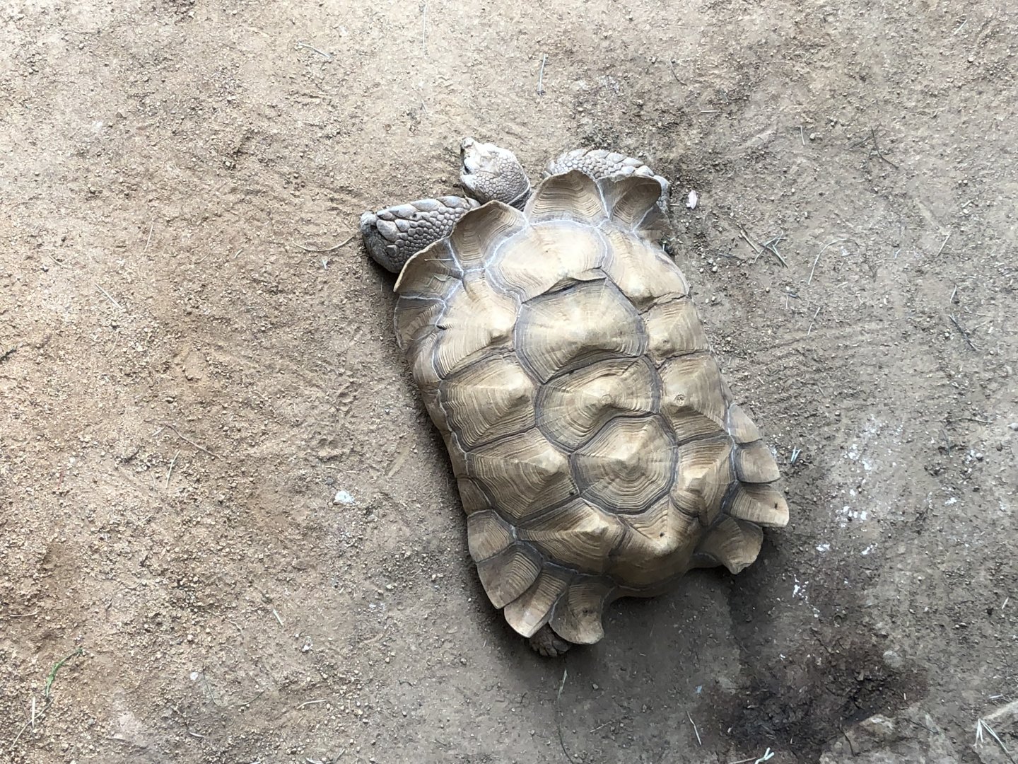 African spurred tortoise