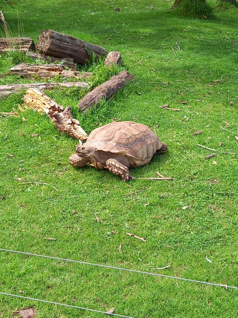 African Spurred Tortoise