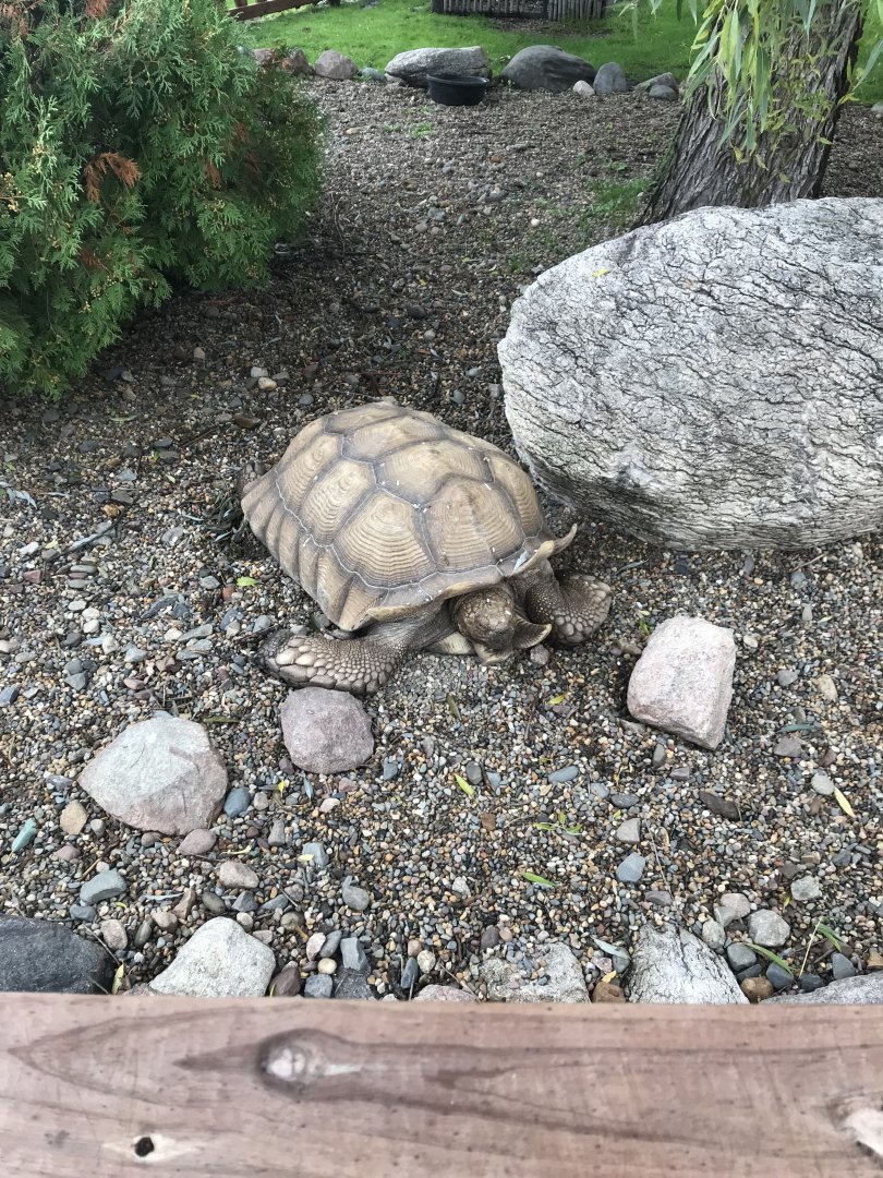 African Spurred Tortoise