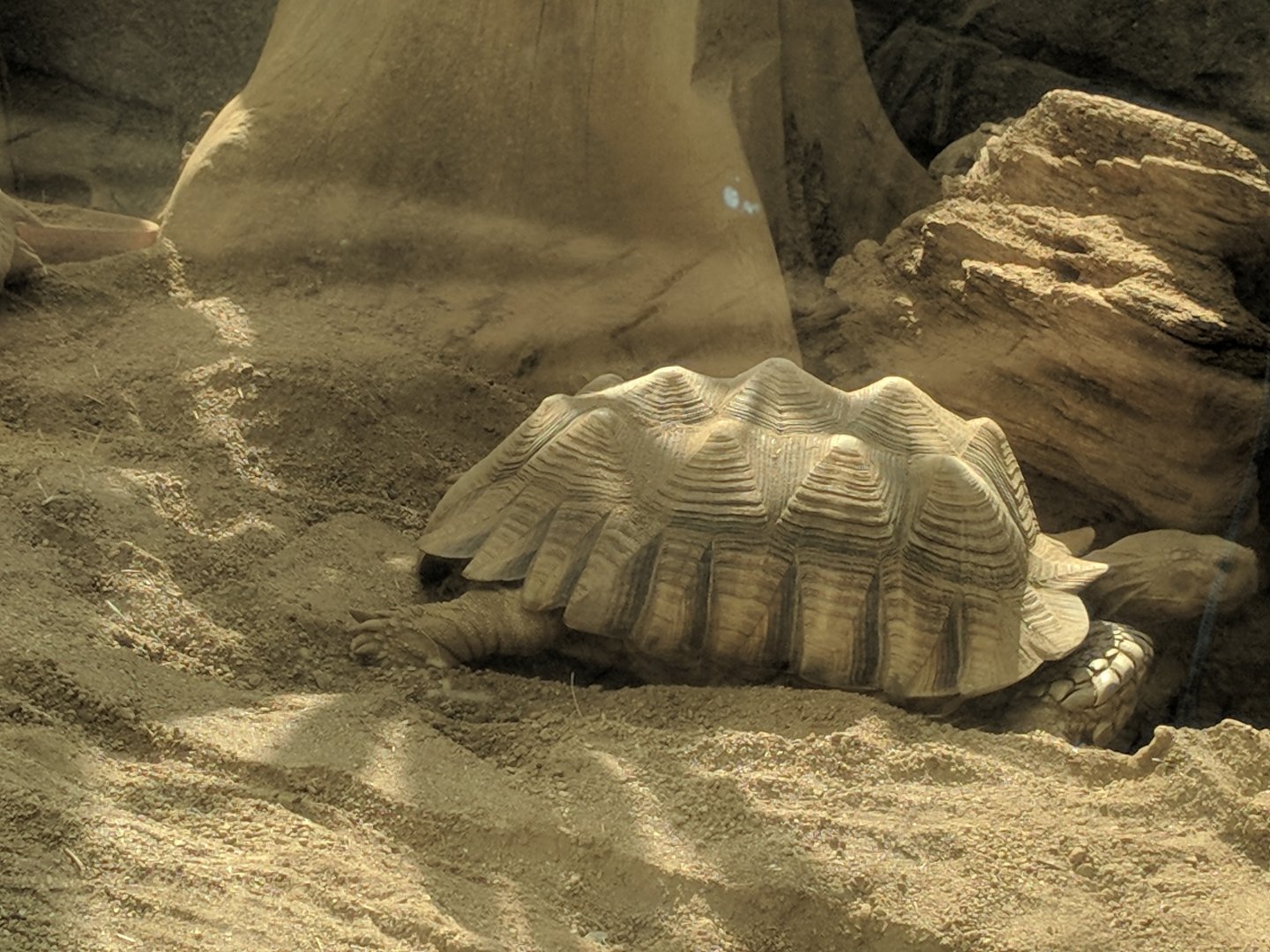 African spurred Tortoise