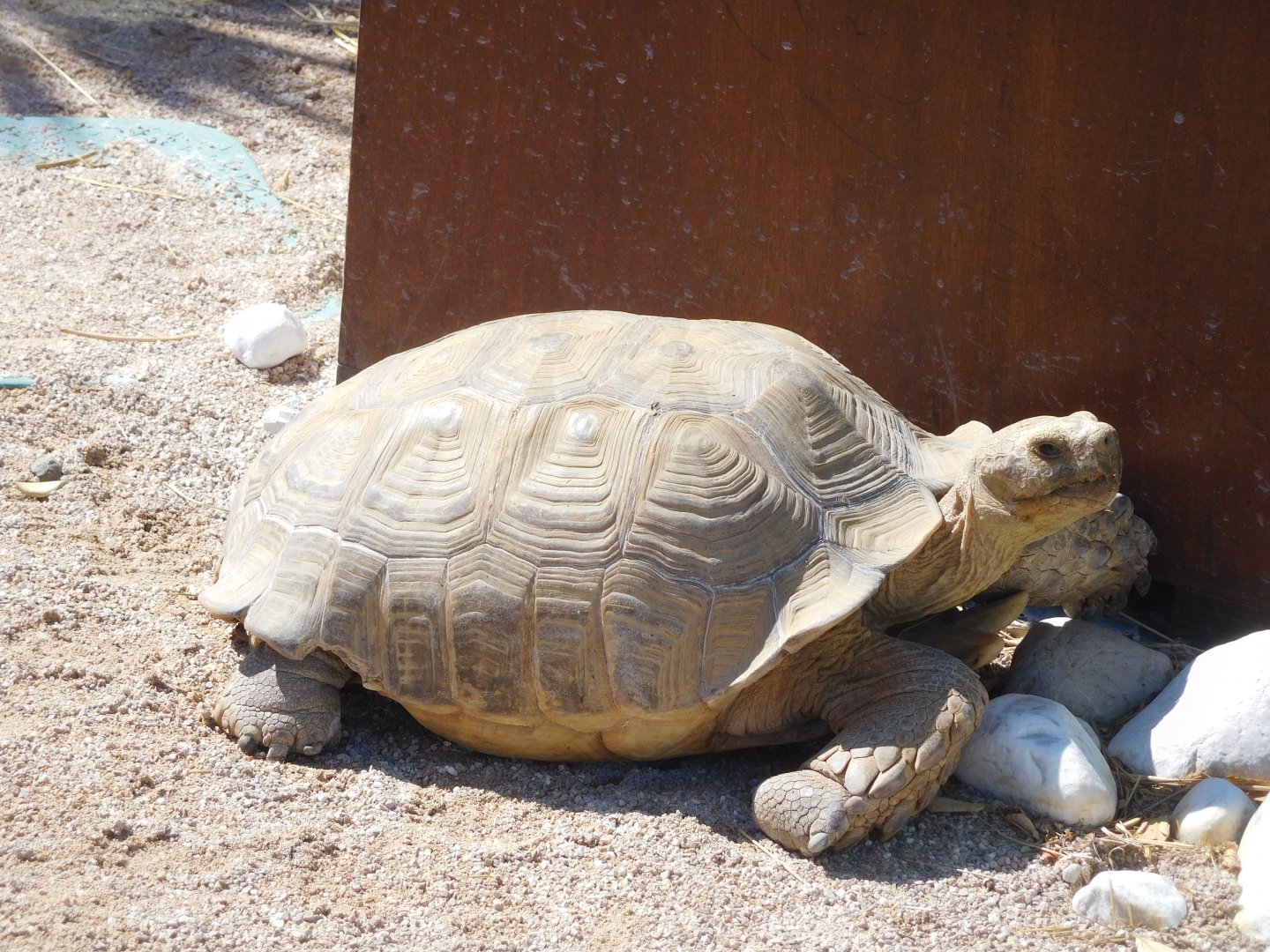 African Spurred Tortoise
