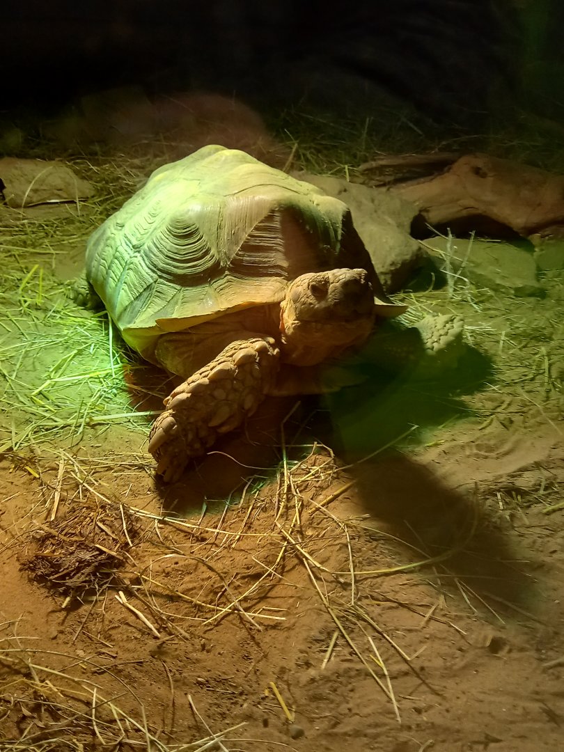 African Spurred Tortoise
