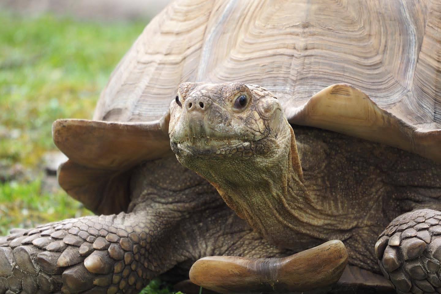 African spurred tortoise
