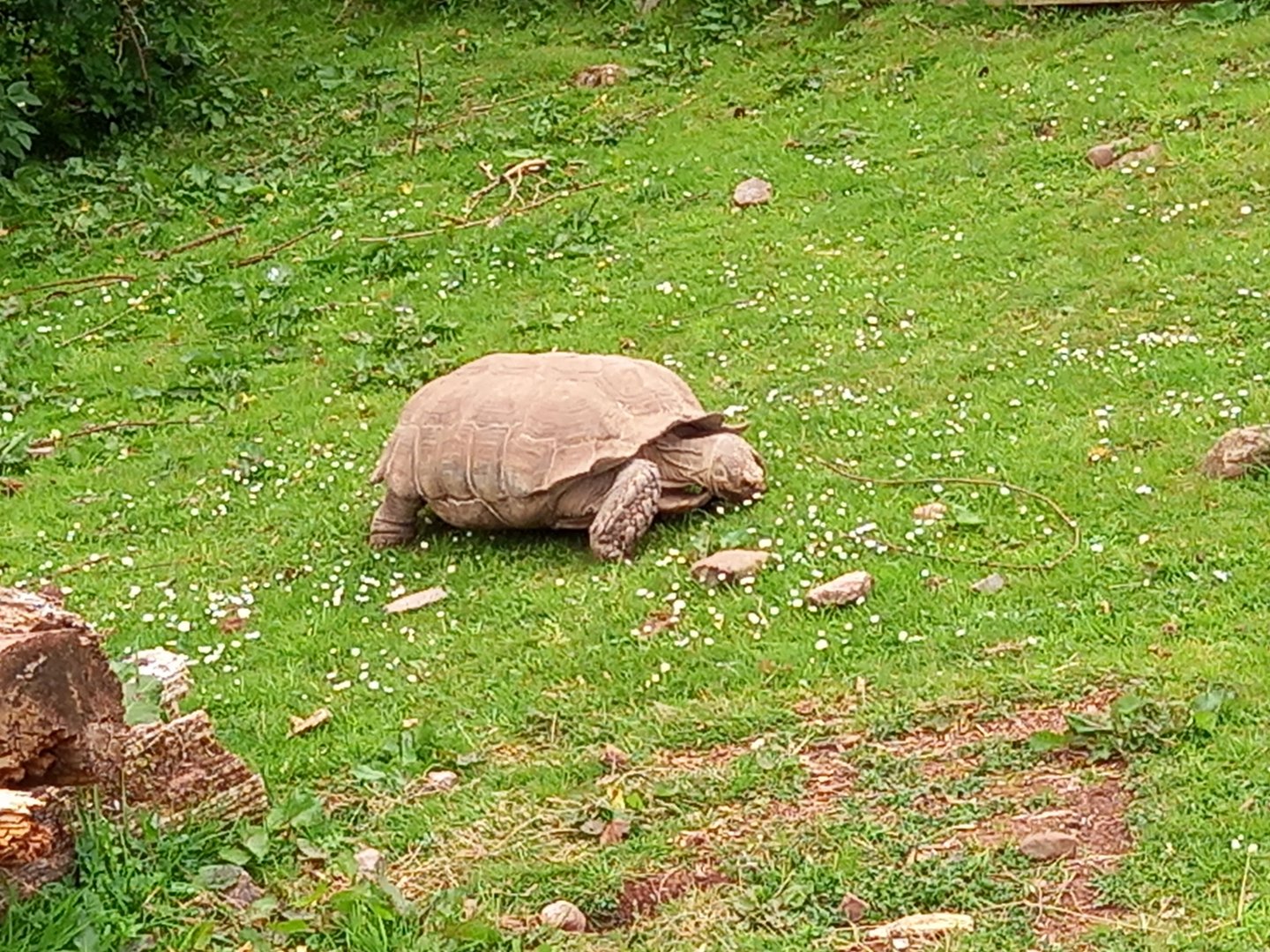 African Spurred Tortoise