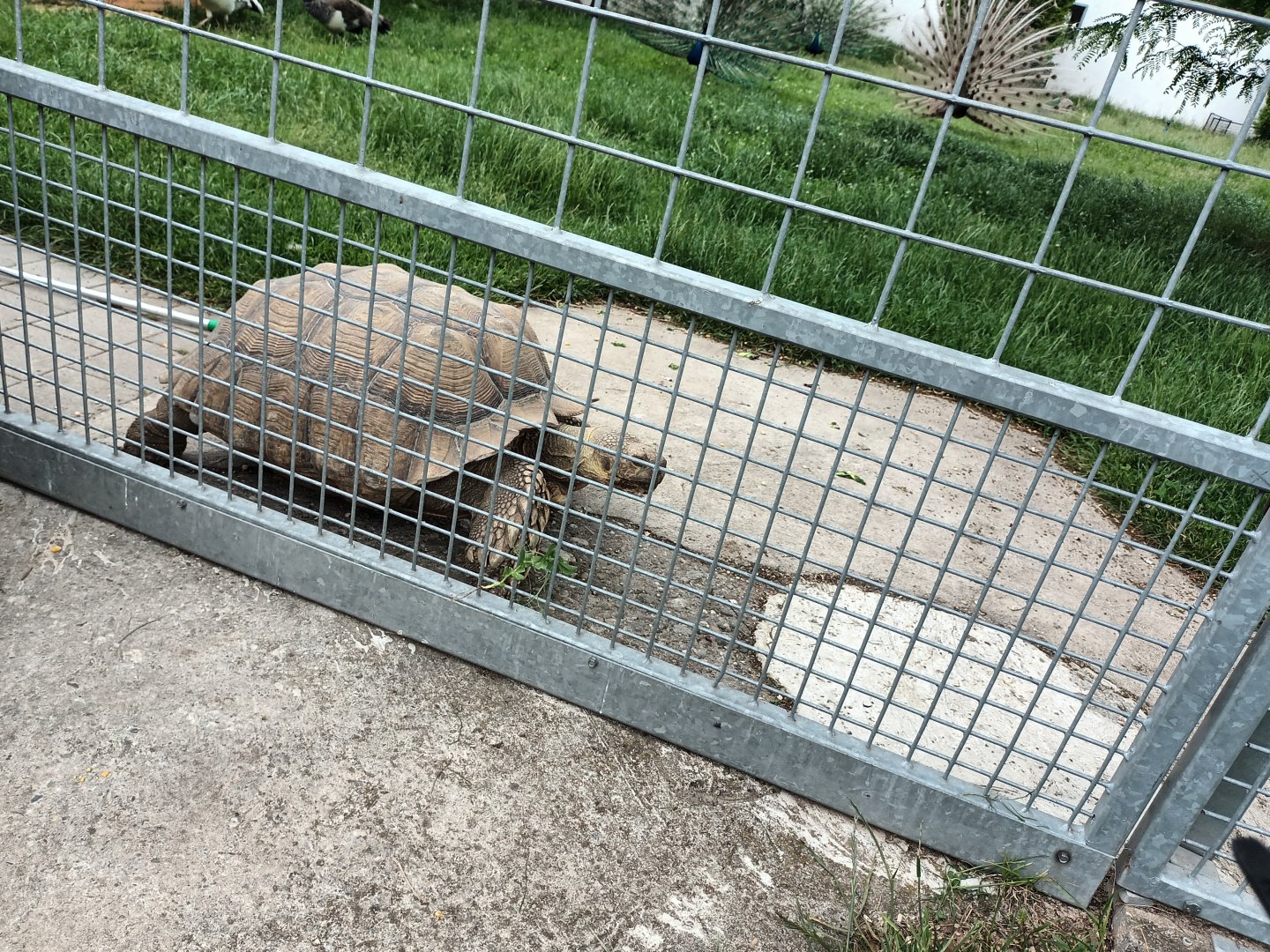 African spurred Tortoise