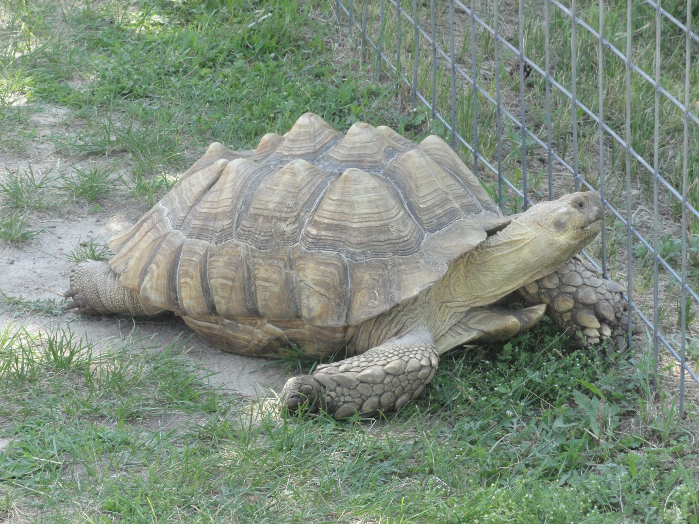 African Spurred Tortoise