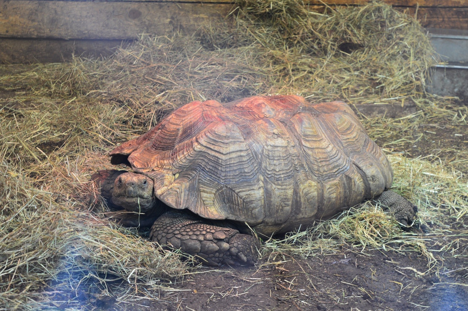 African Spurred Tortoise