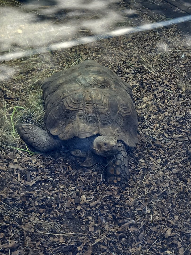 African Spurred Tortoise
