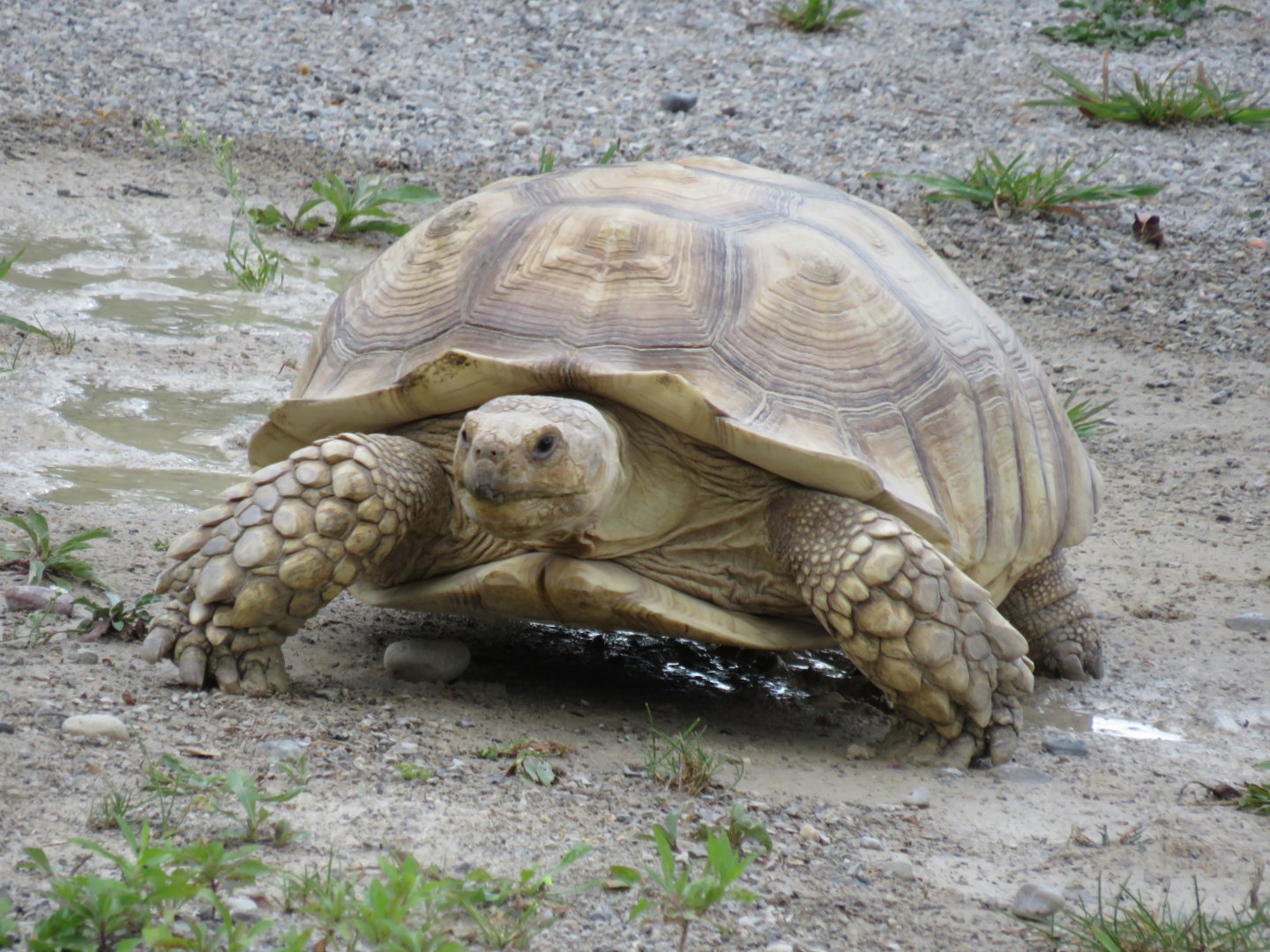 African spurred tortoise