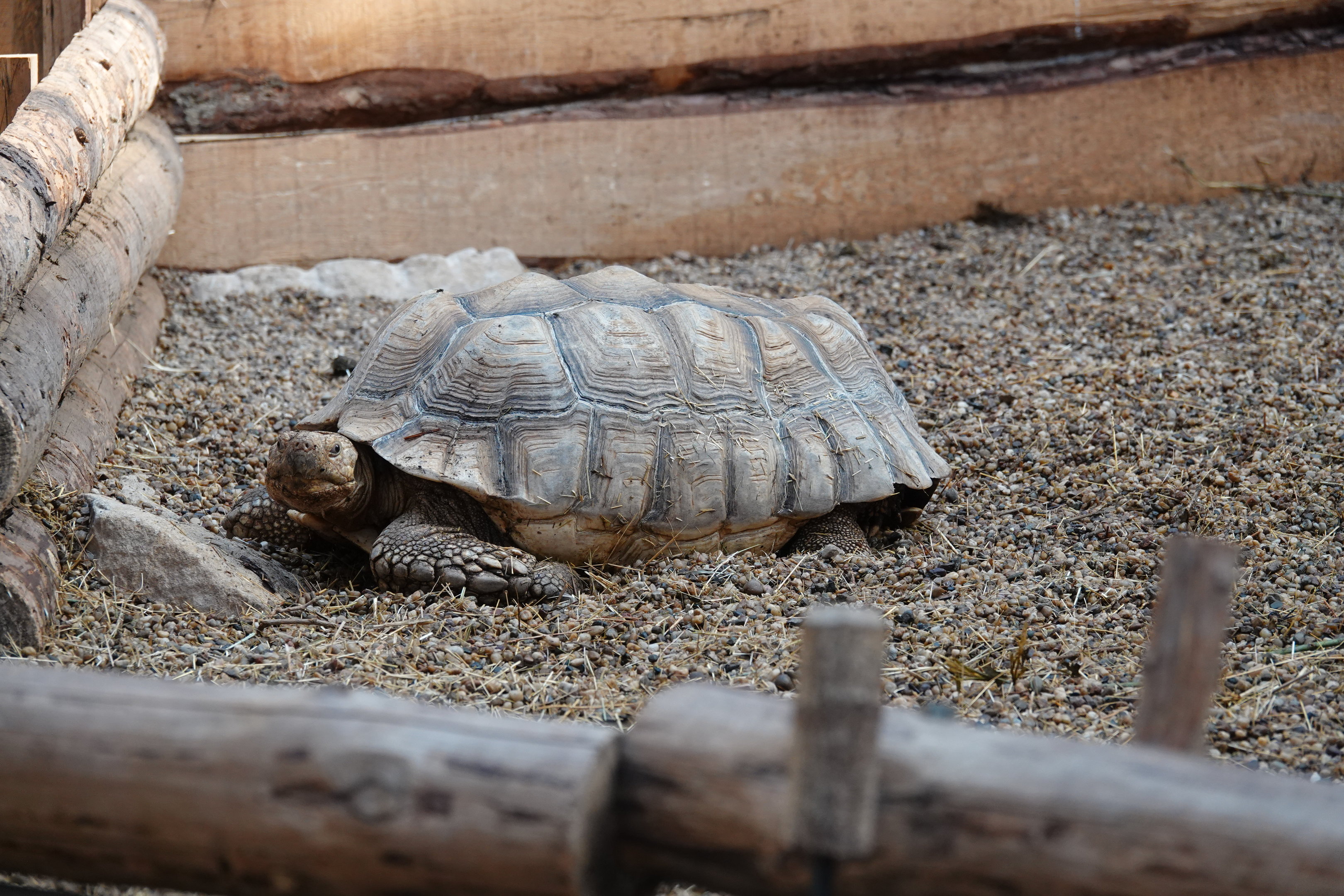 African spurred tortoise