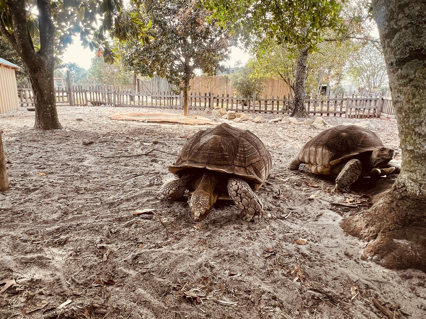 African Spurred Tortoise