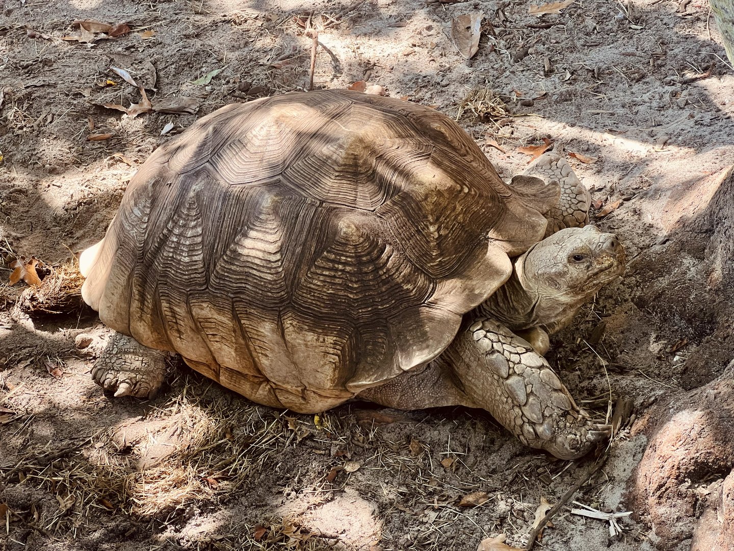 African Spurred Tortoise