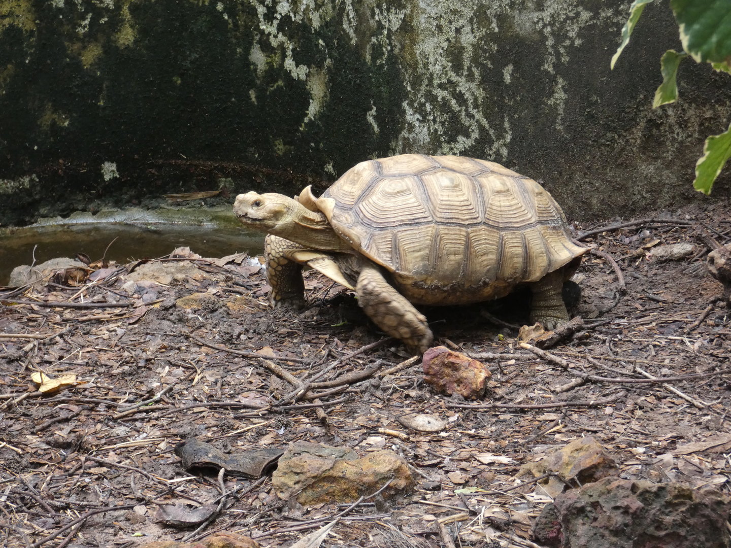 African spurred tortoise