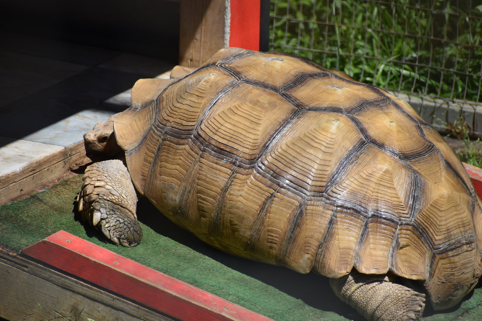 African Spurred Tortoise