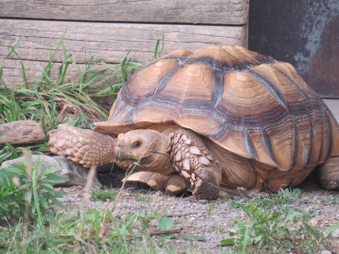 African spurred tortoise