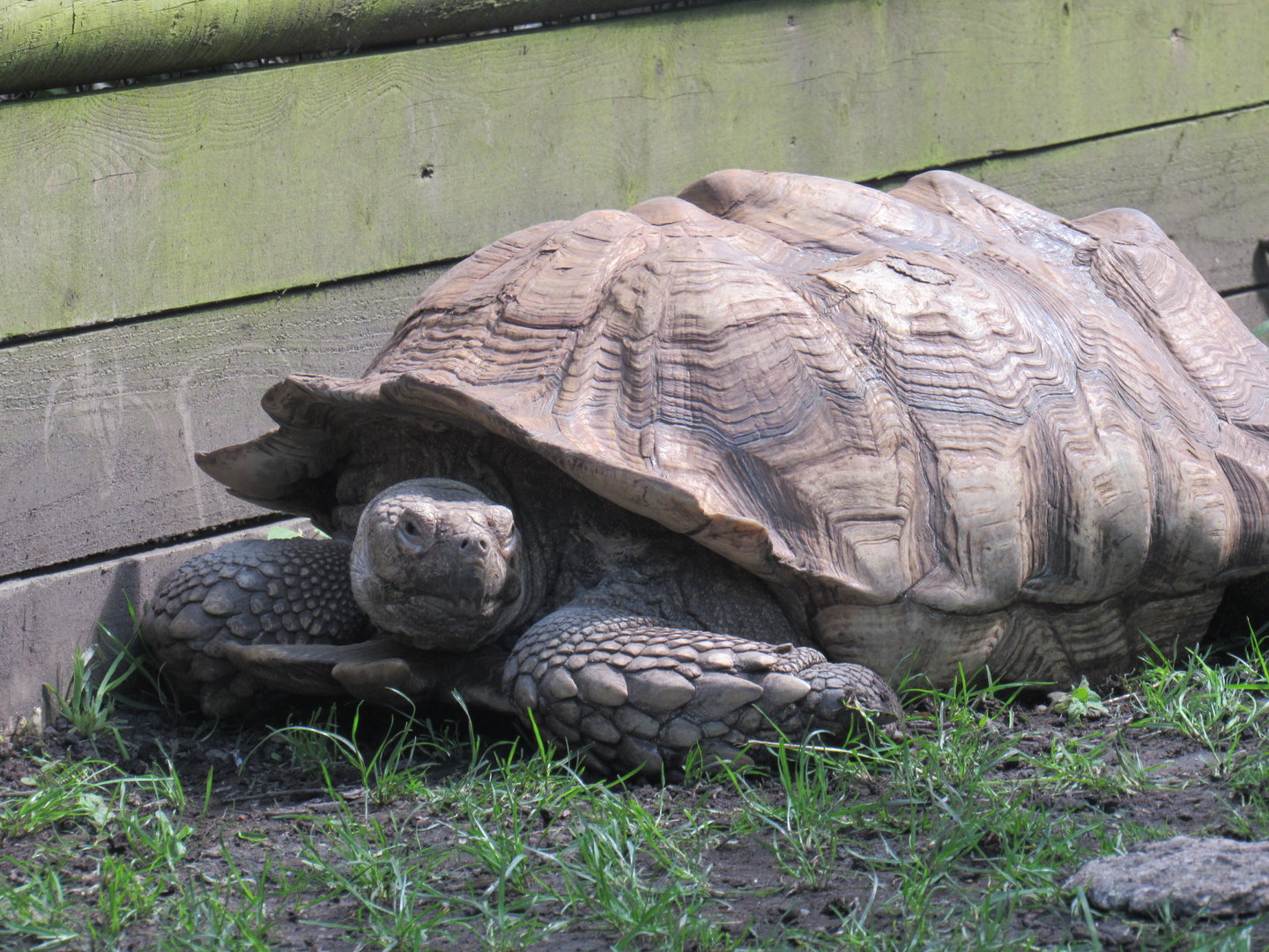 African Spurred Tortoise