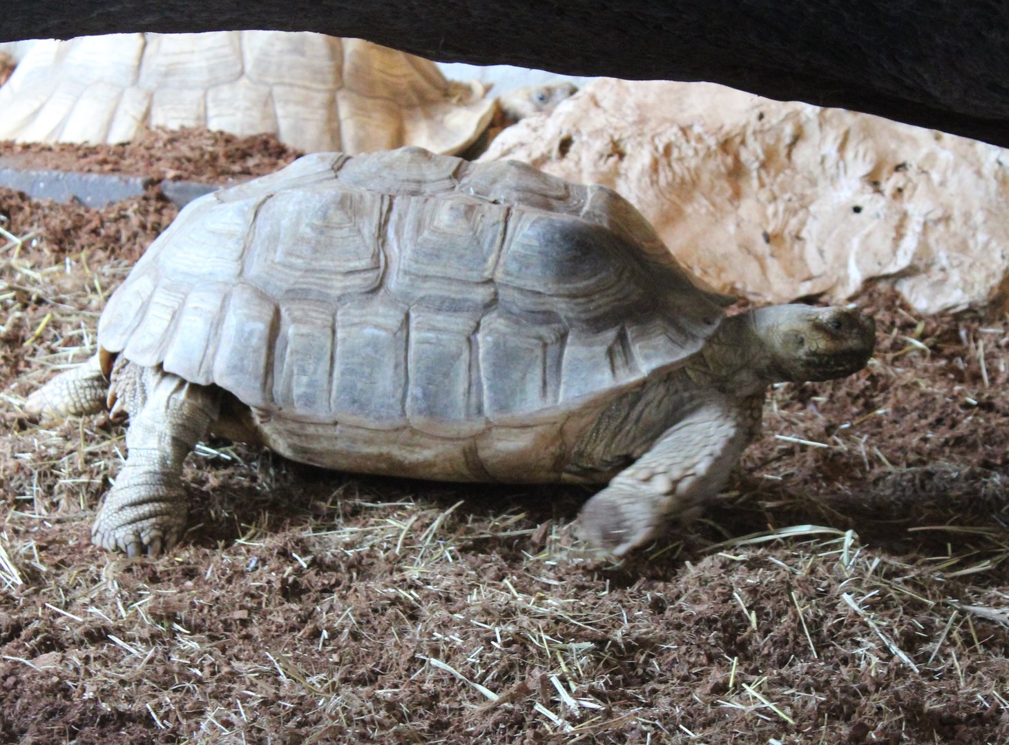 African spurred tortoise