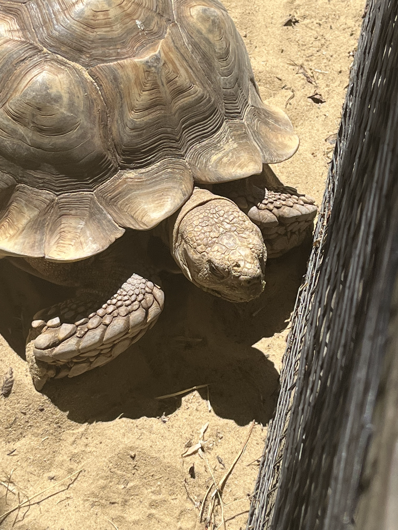 African spurred tortoise