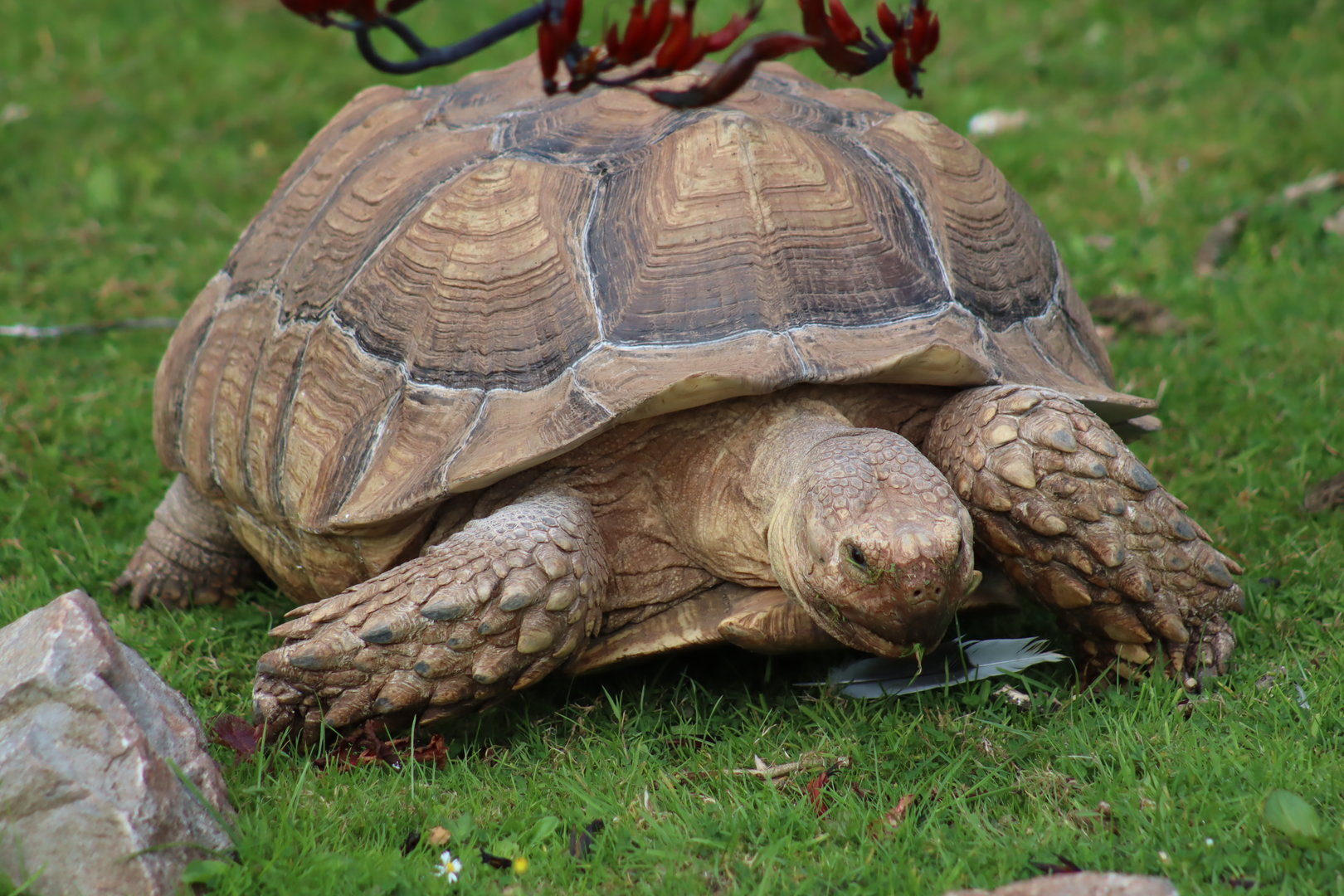 African Spurred Tortoise