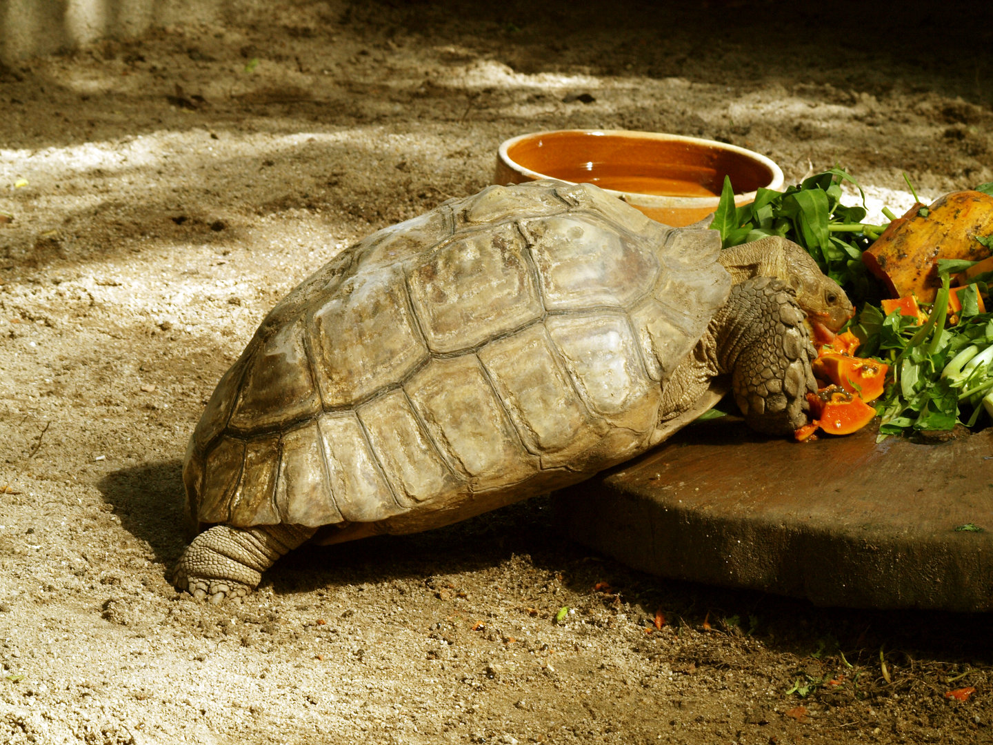African spurred tortoise