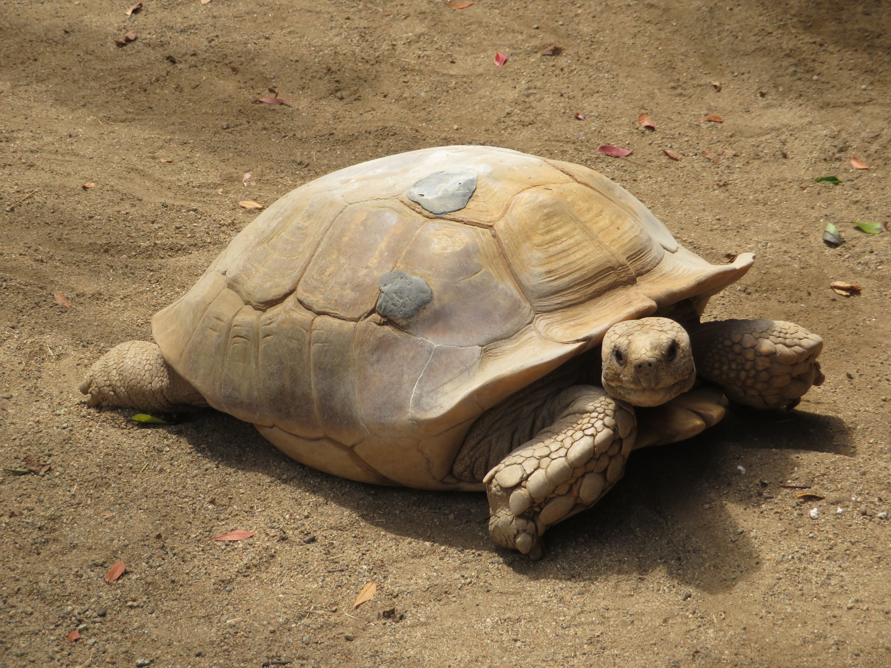 African Spurred Tortoise