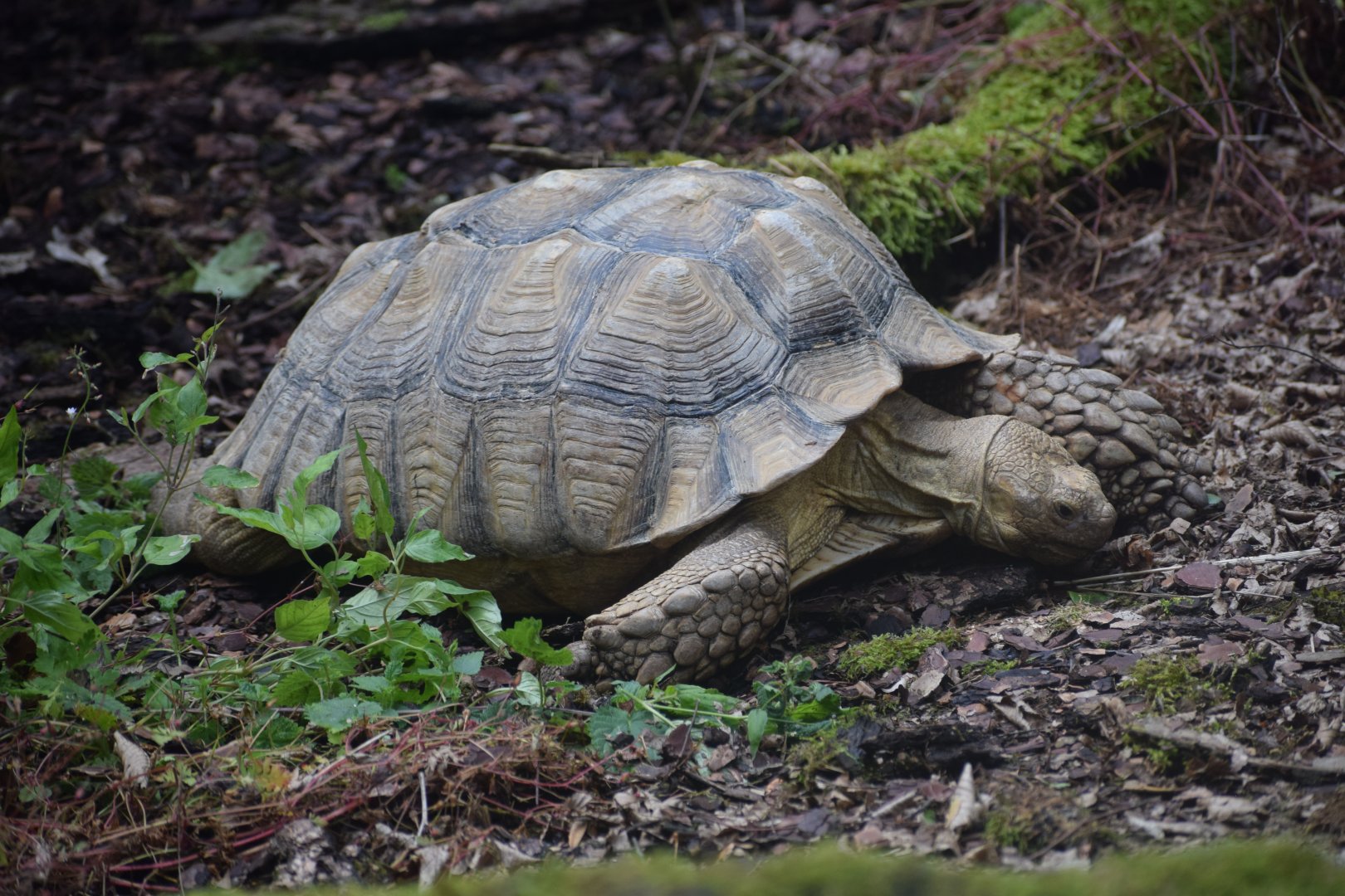 African spurred tortoise
