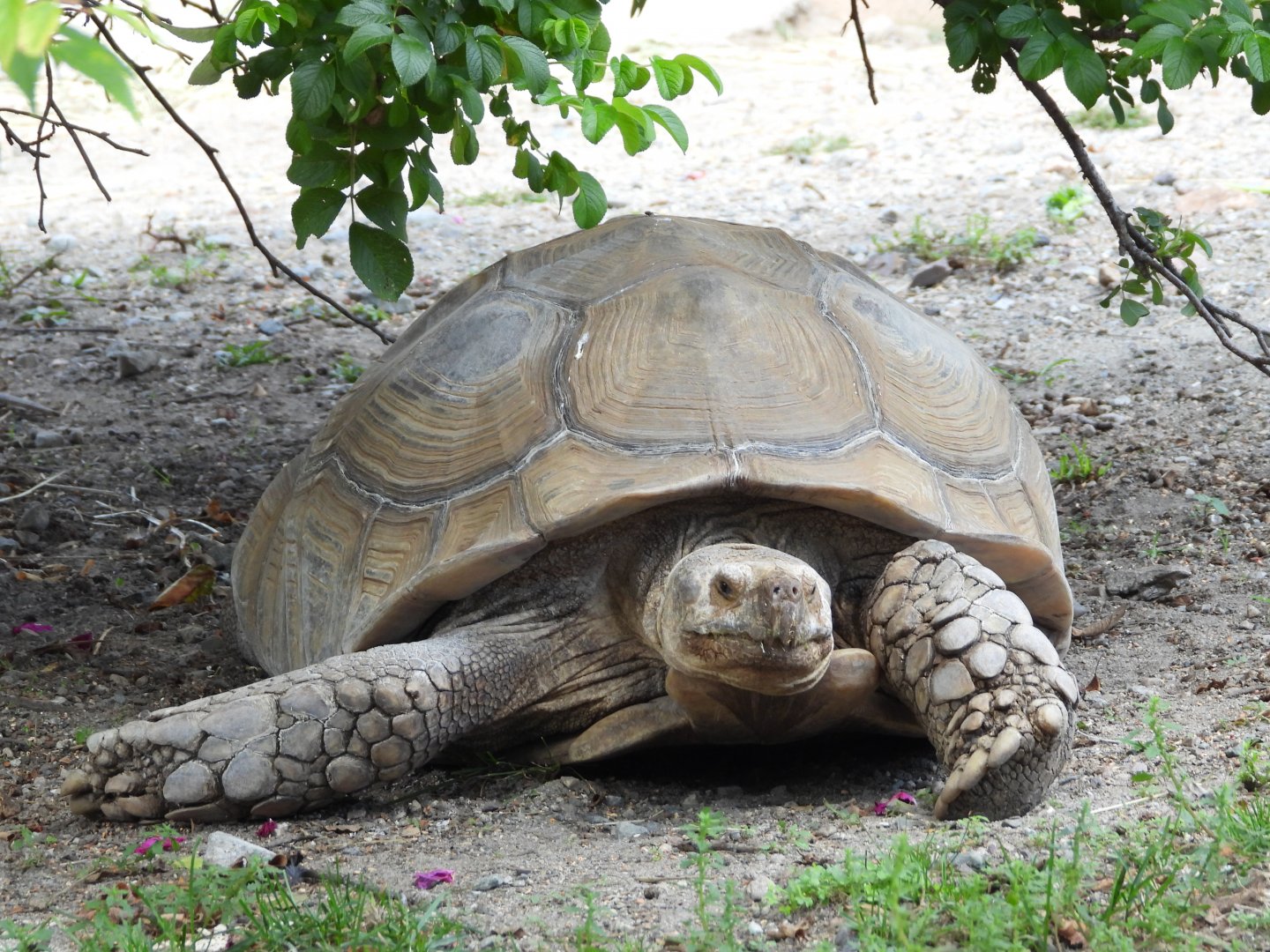 African spurred tortoise