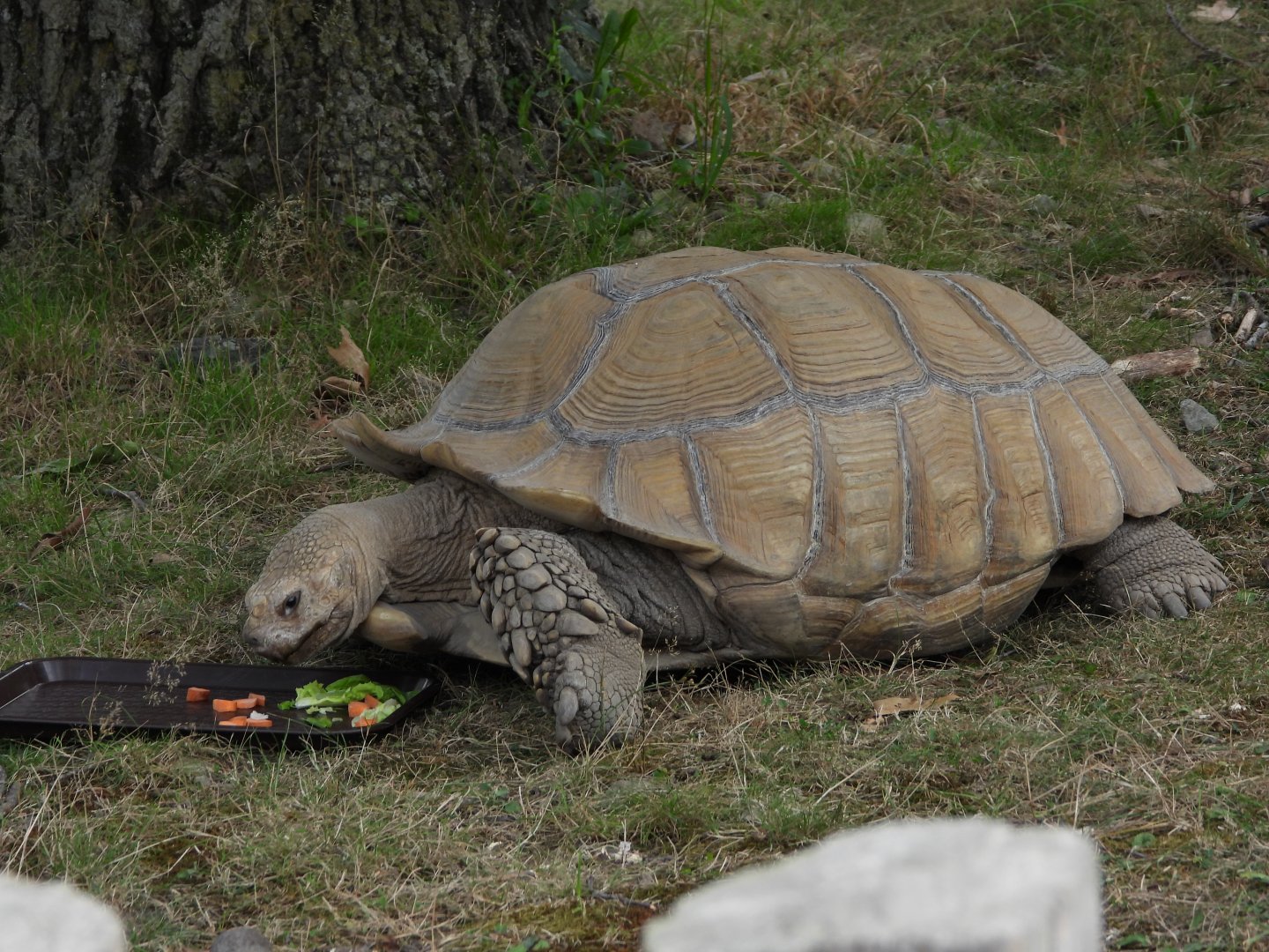 African spurred tortoise