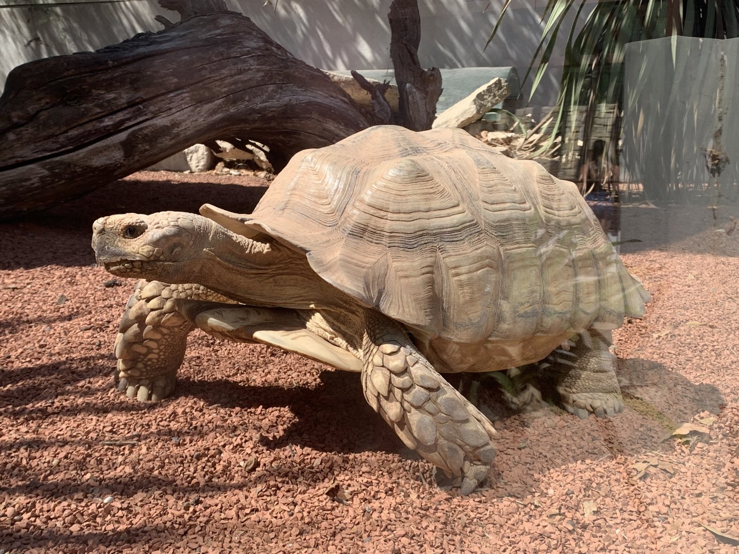 African spurred tortoise
