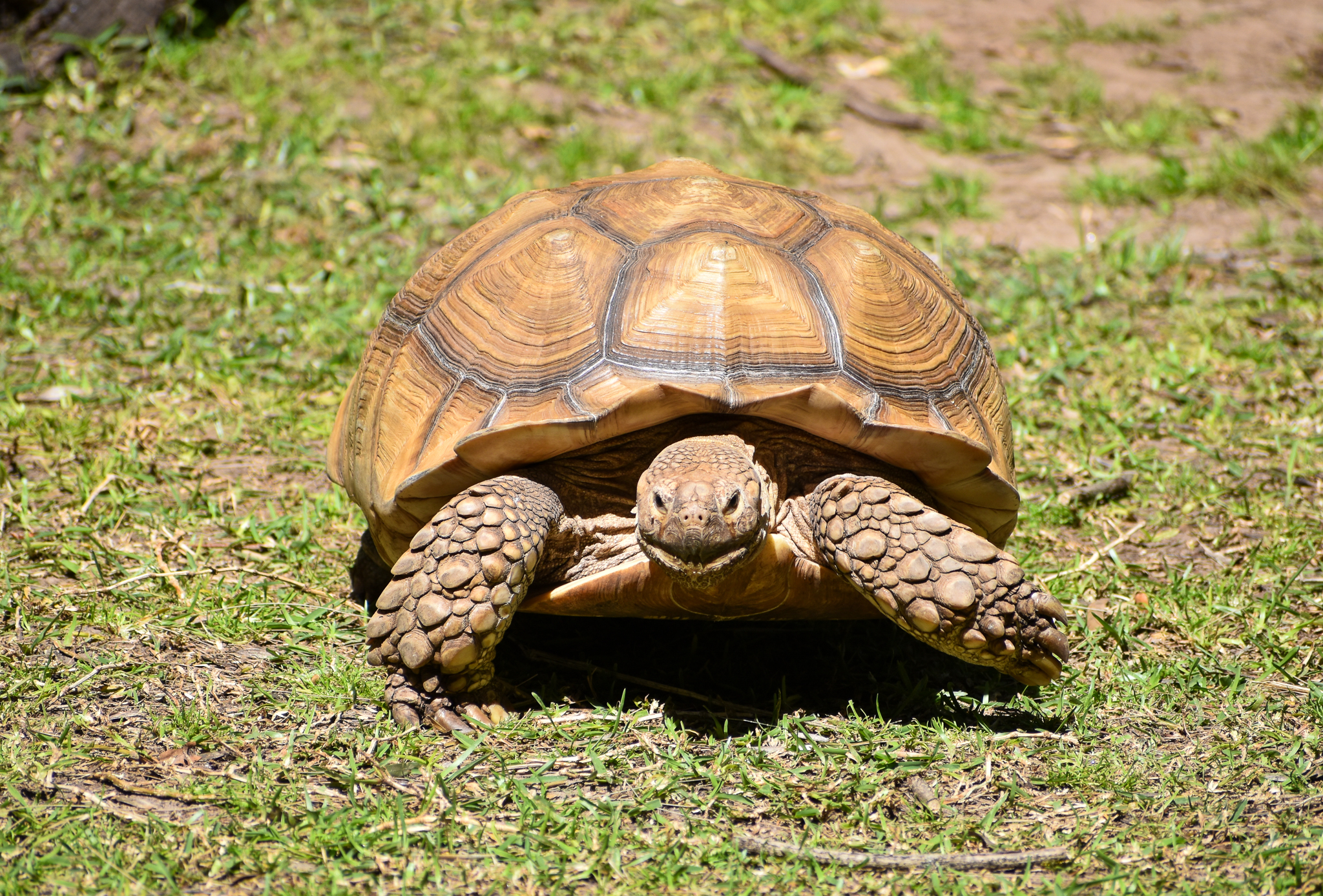 African Spurred Tortoise