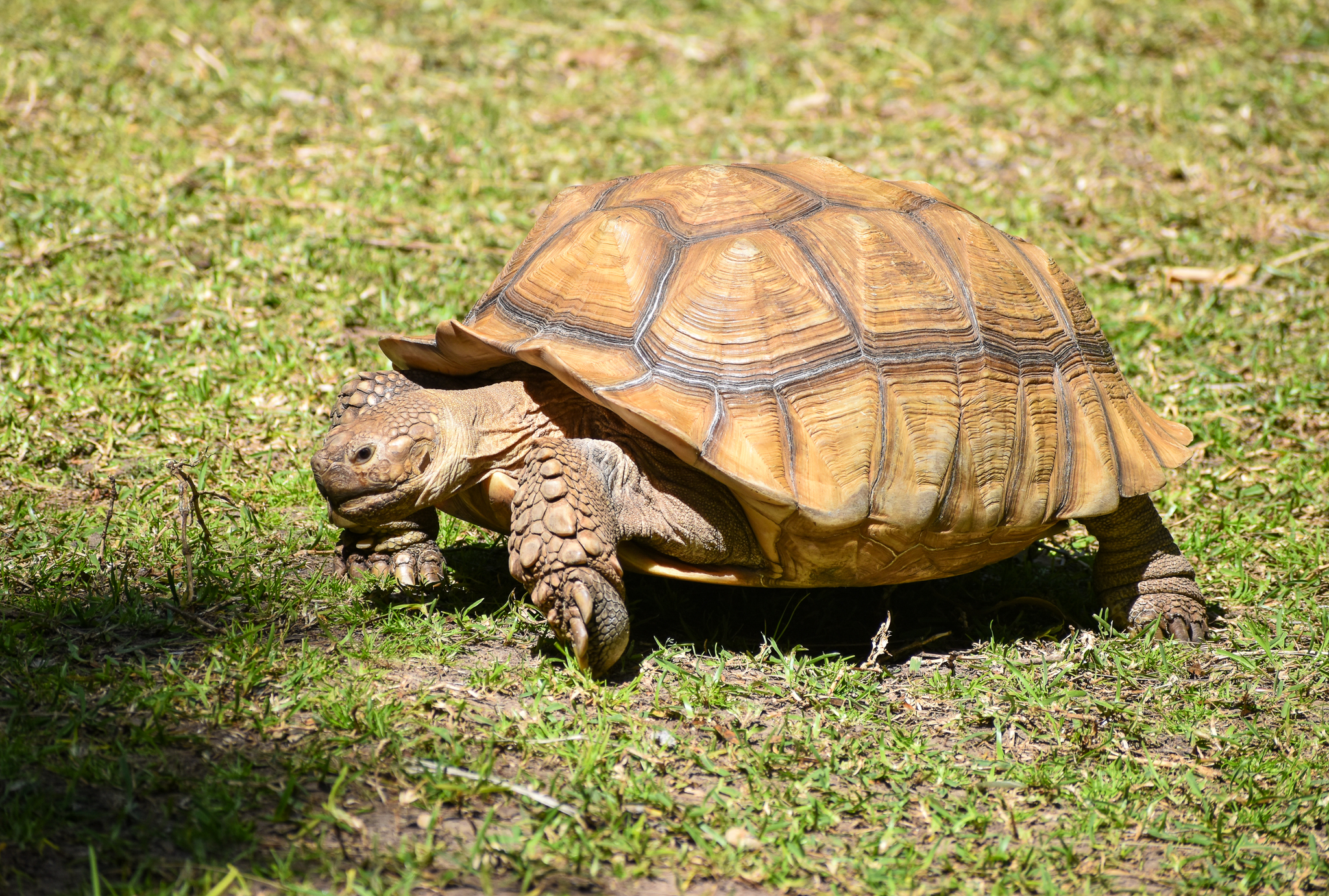 African Spurred Tortoise