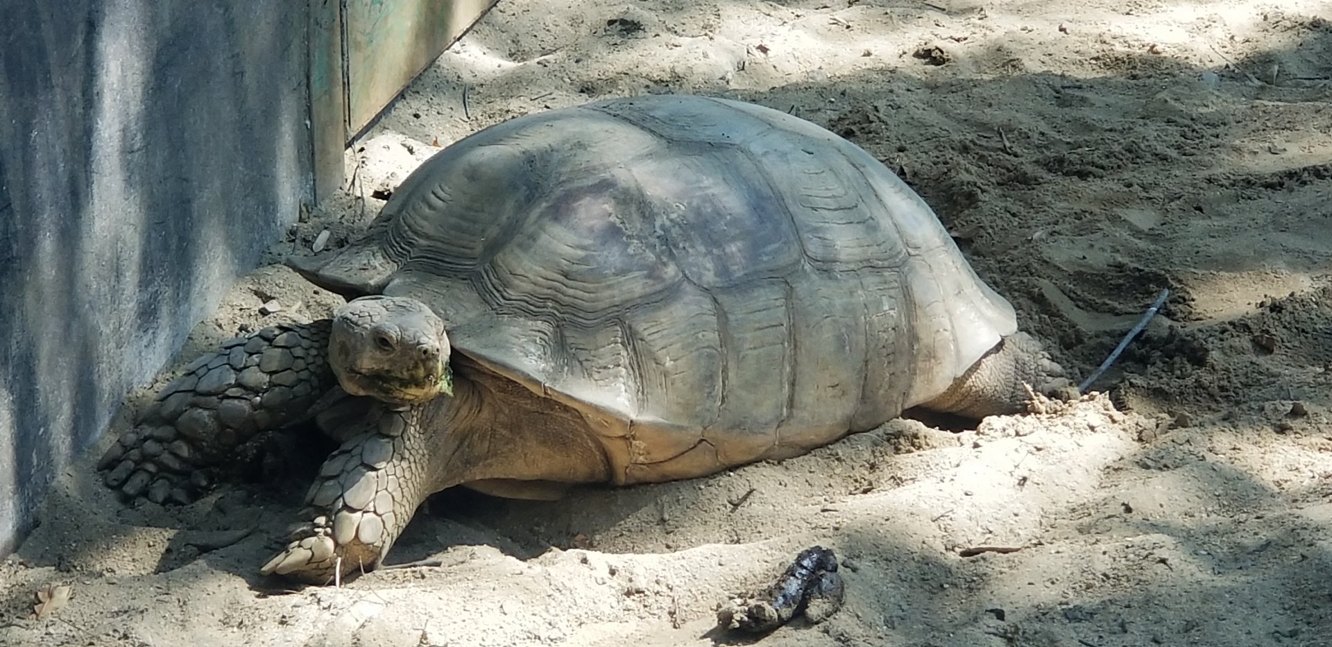 African Spurred Tortoise