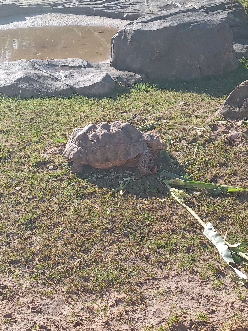 African Spurred Tortoise