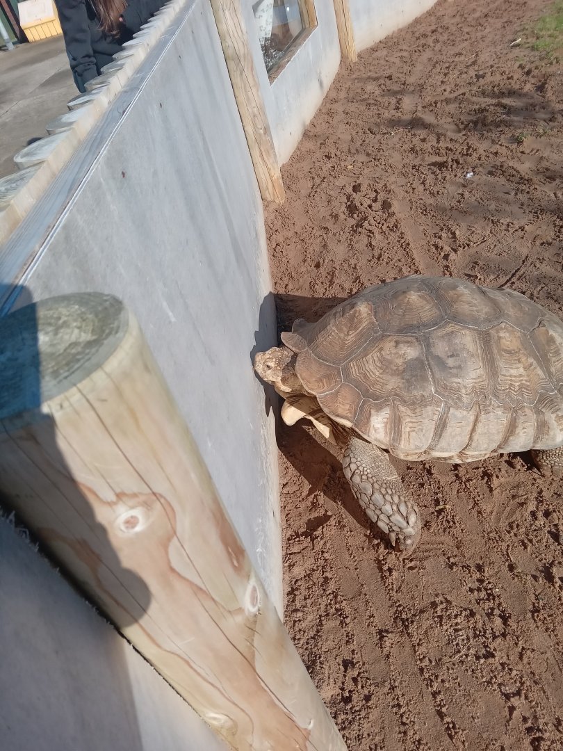 African Spurred Tortoise