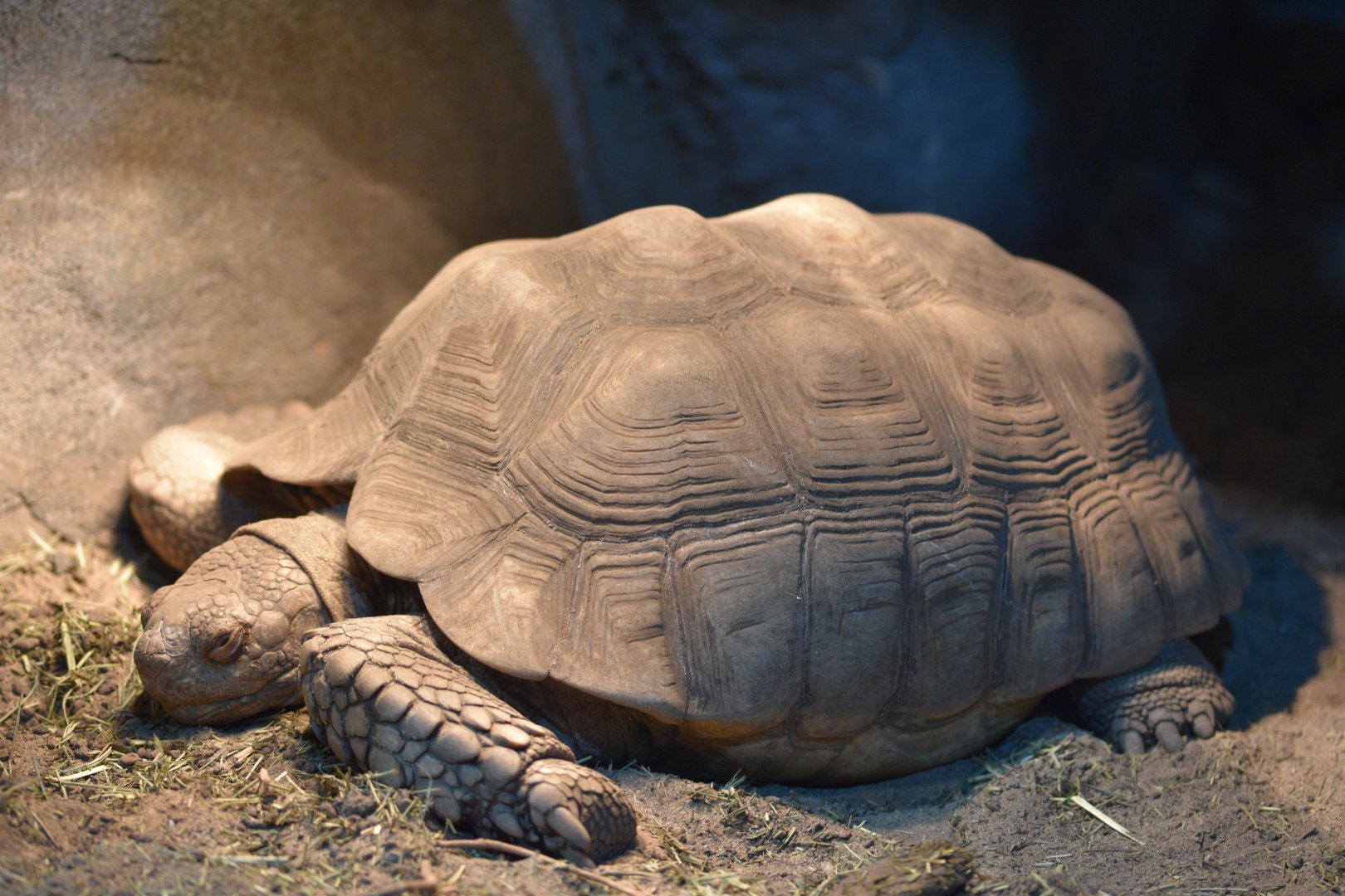 African spurred tortoise