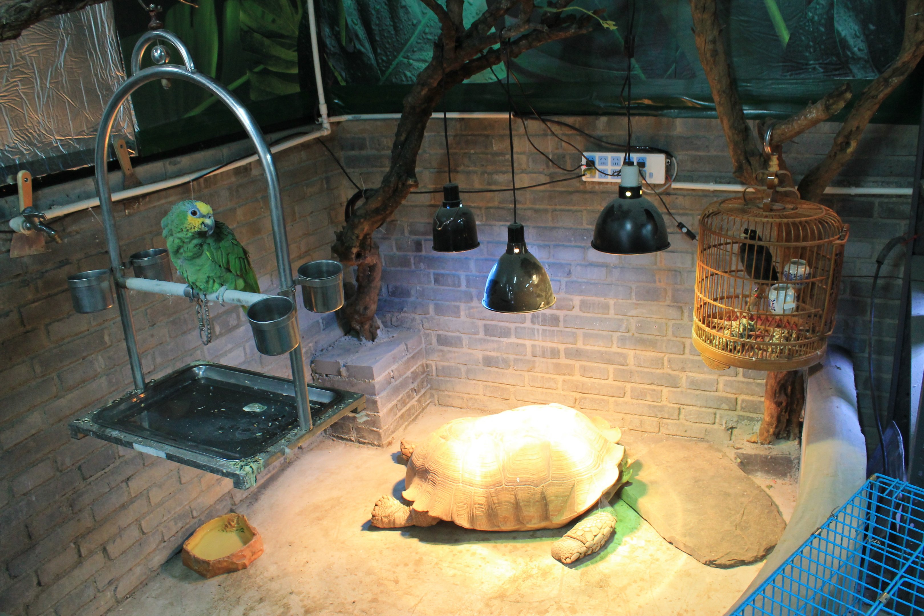 African Spurred Tortoise