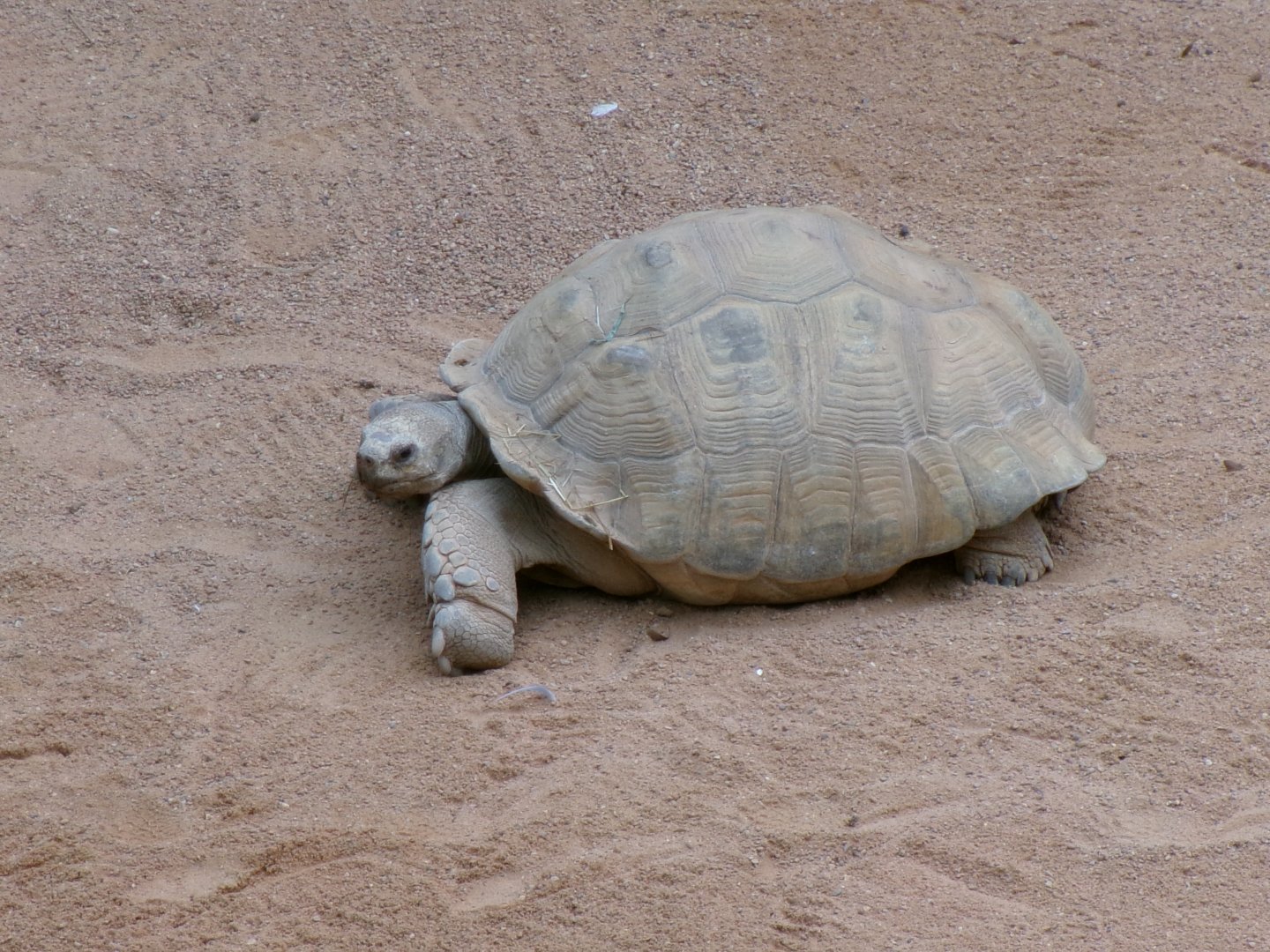 African spurred tortoise