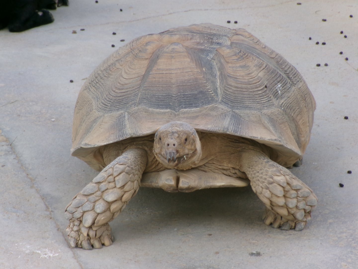 African spurred tortoise