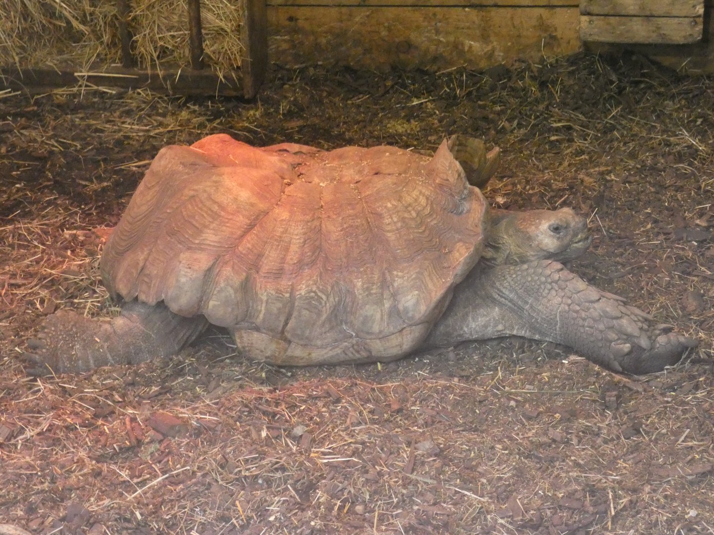 African spurred tortoise