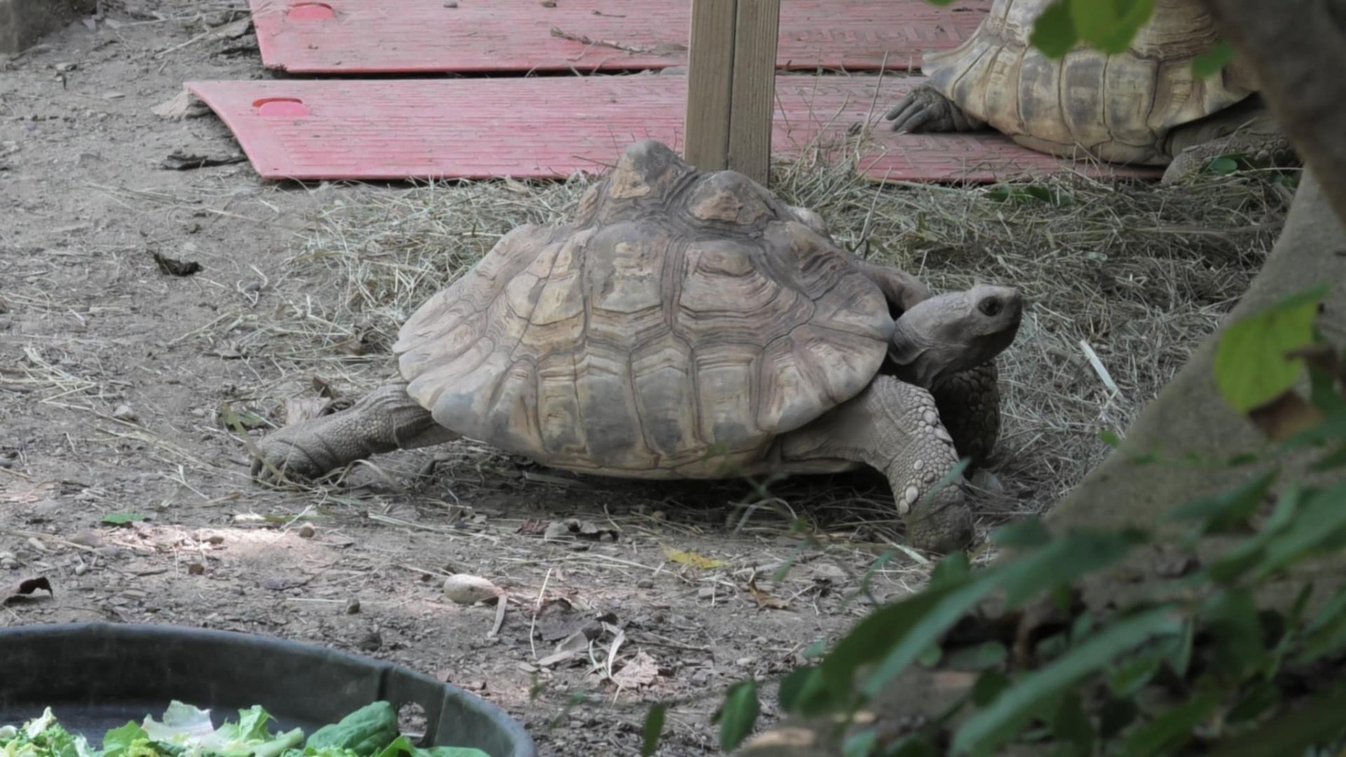 African spurred tortoise