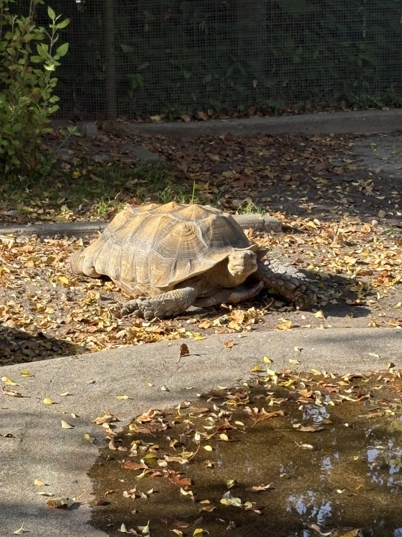 African Spurred Tortoise