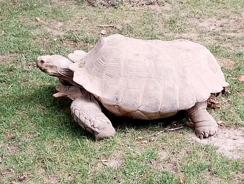 African spurred tortoise