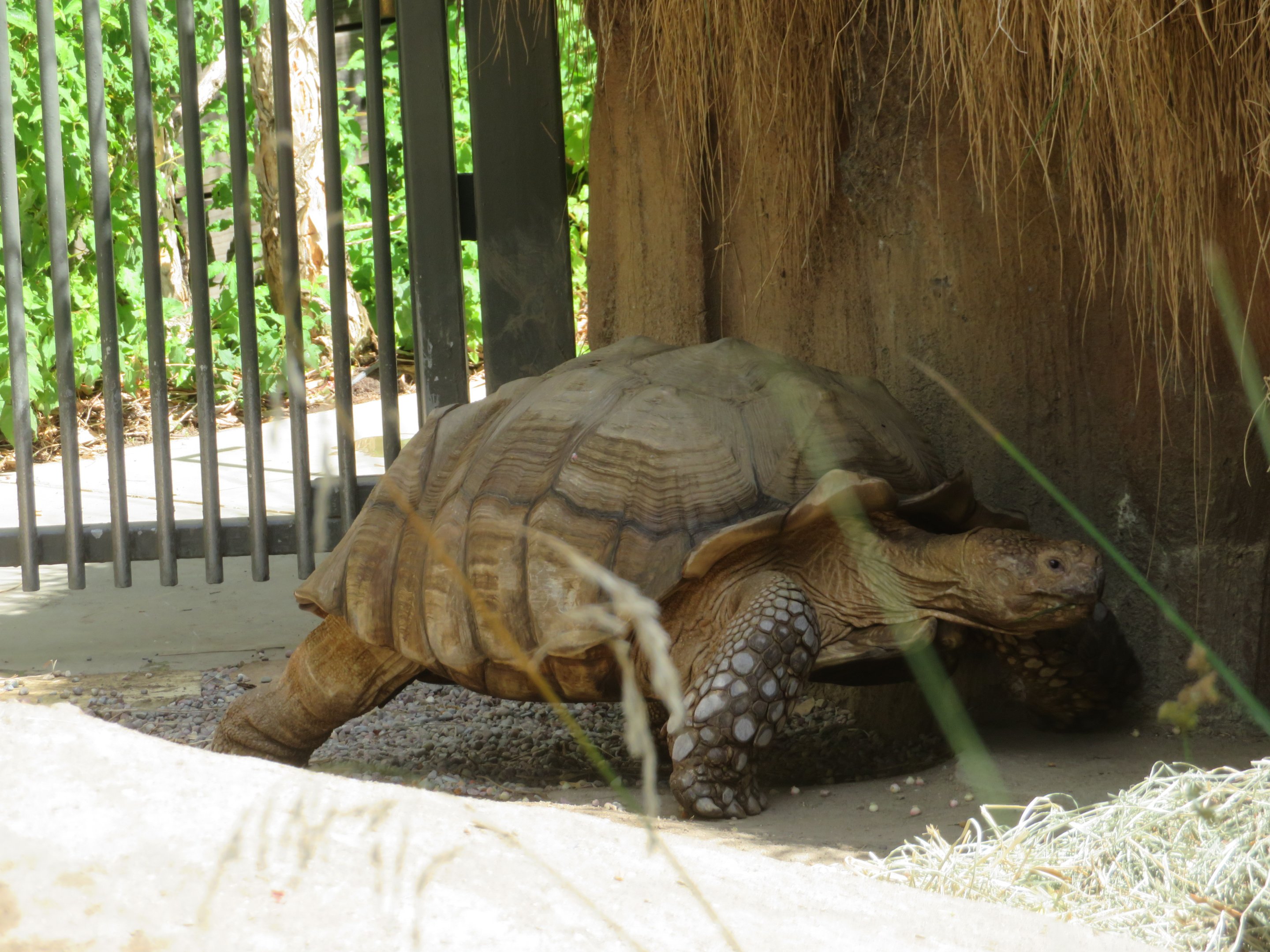 African Spurred Tortoise