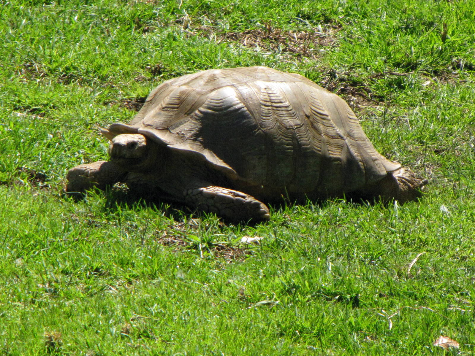 African Spurred Tortoise