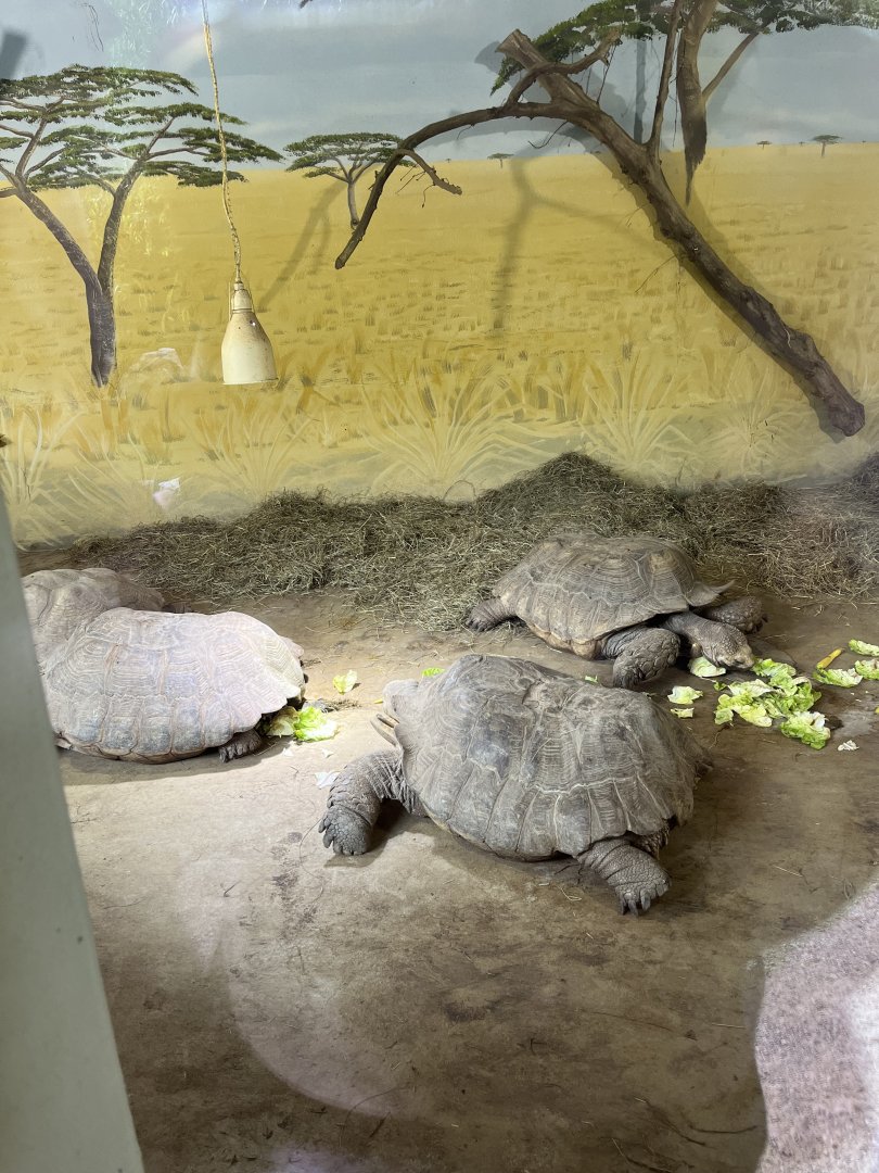 African spurred tortoises 13.7.25
