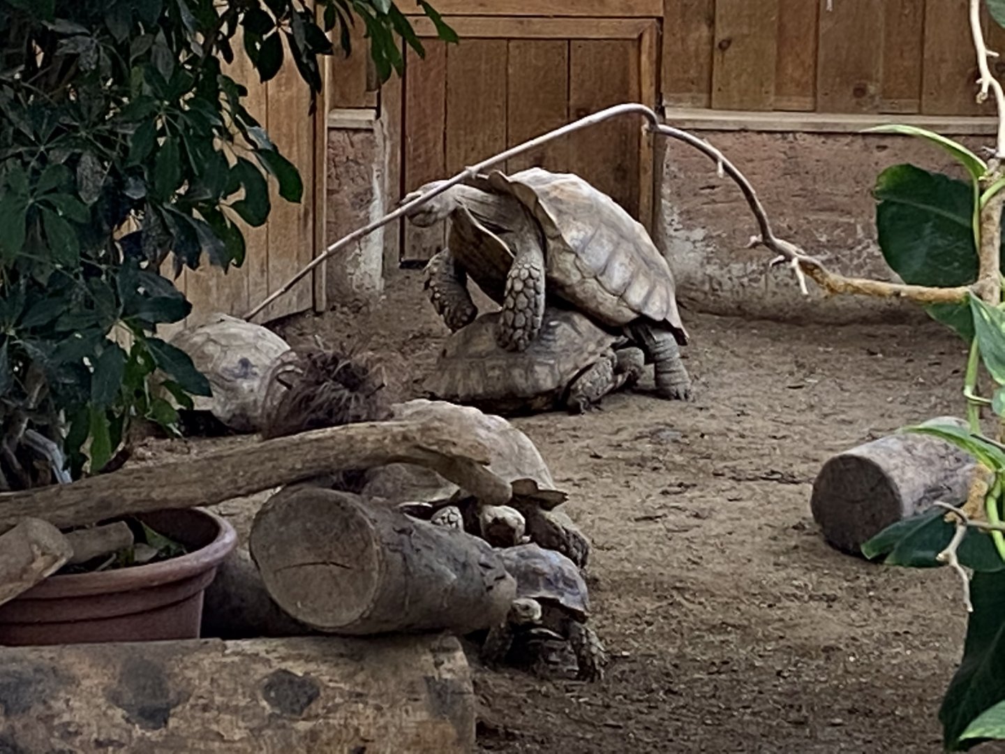 African spurred tortoises 231119