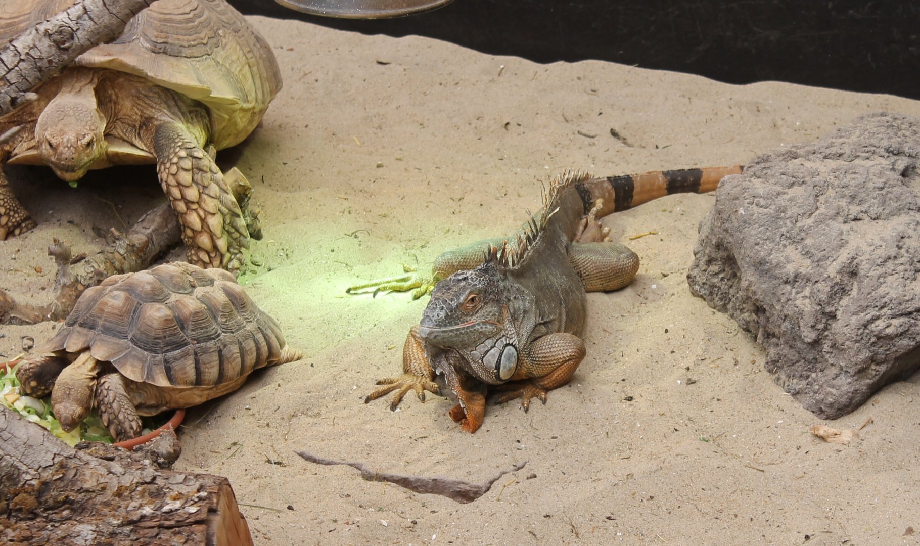 African spurred tortoises and Green iguana