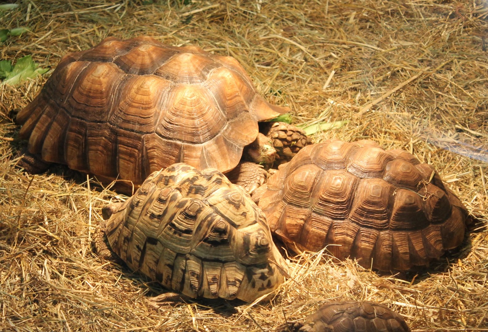African spurred tortoises and Leopard tortoise