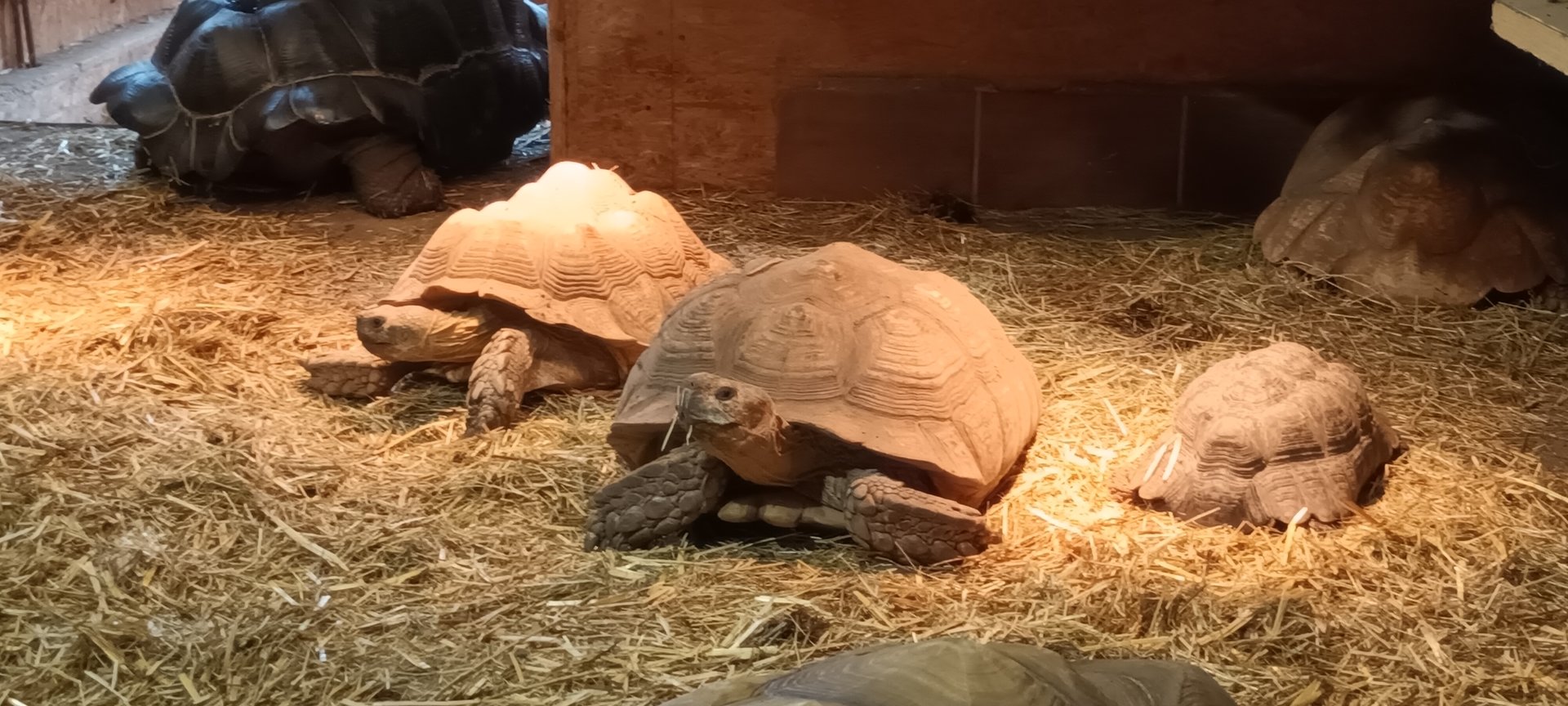 African spurred Tortoises  and Leopard Tortoise